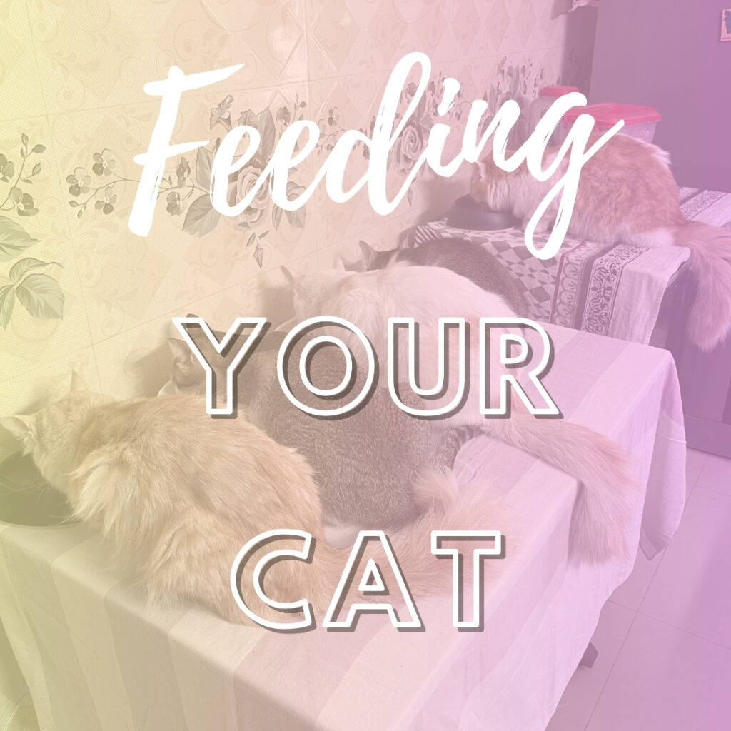 Feeding Your Kitten: Essential Tips for a Healthy Start