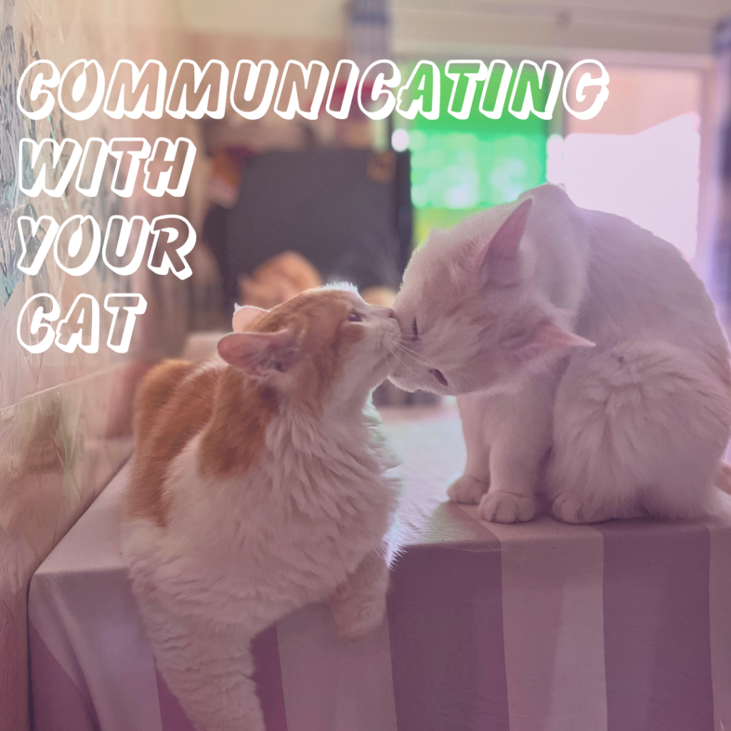 Communicating with your cat