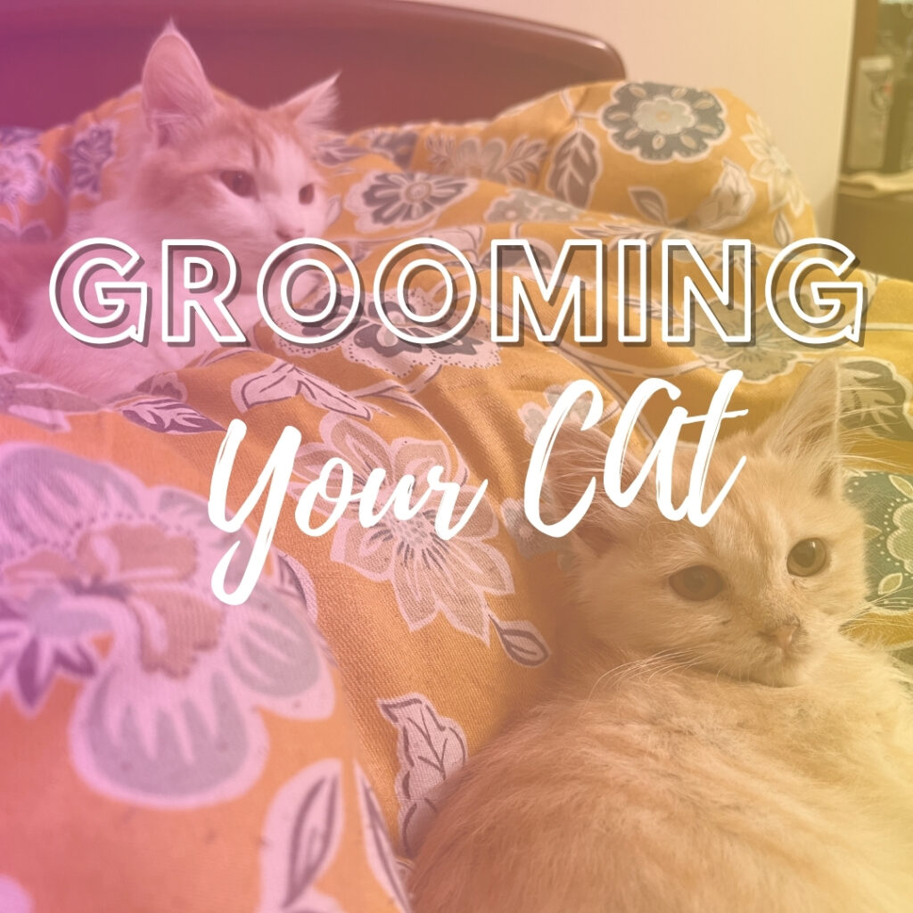 Grooming Your Kitten: The Basics