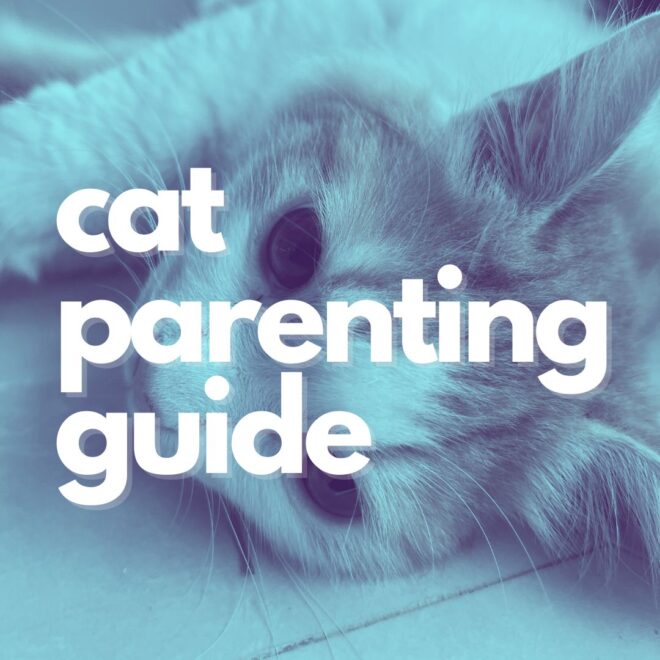 Cat Parenting Guide